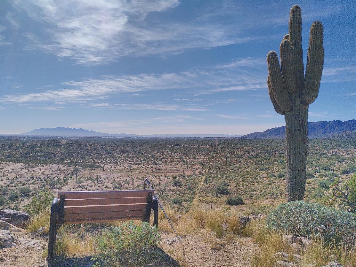 A view of the desert, with a bench in the foreground facing away from the camera and a tall cactus beside it