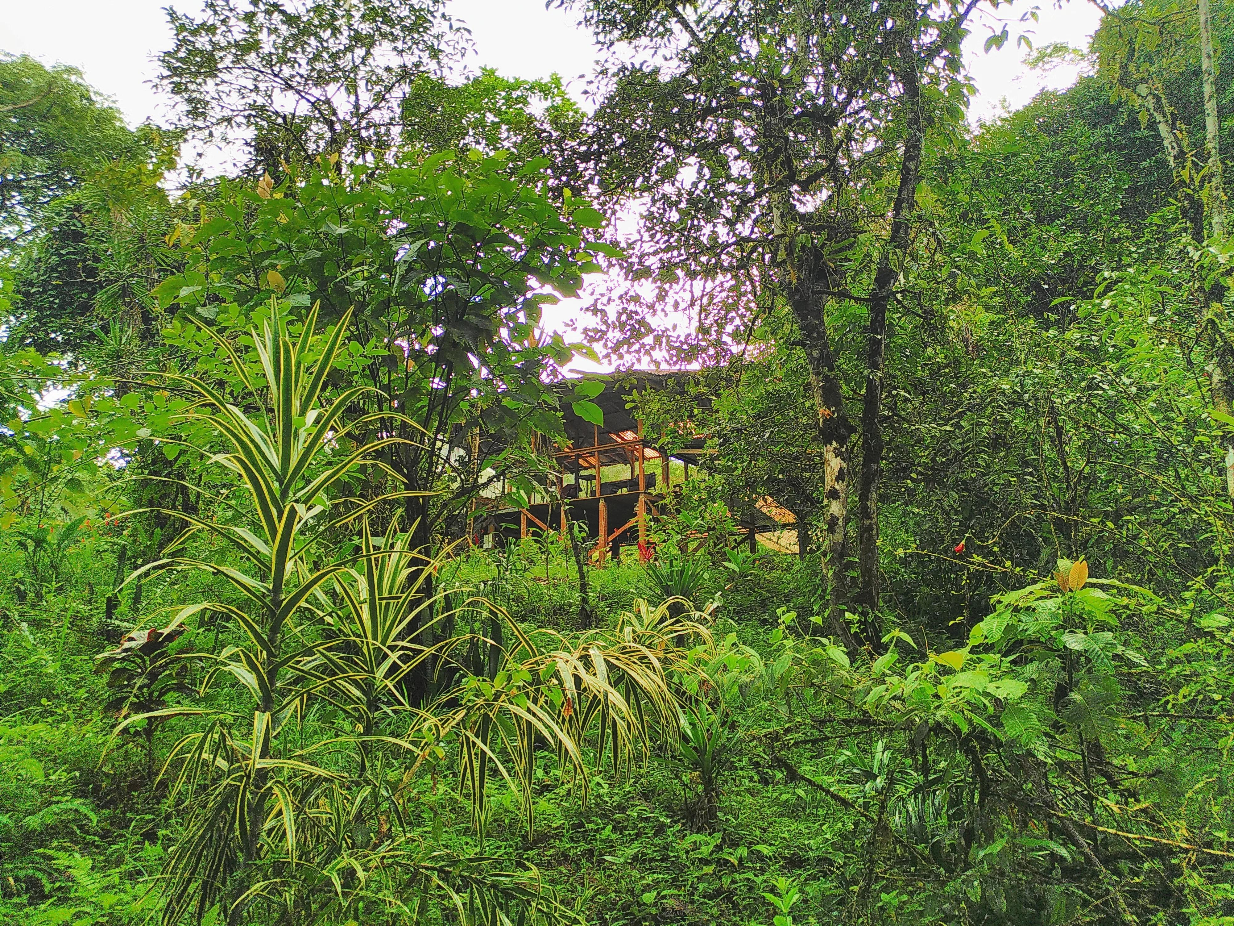 A wooden structure emerging out of thick green foliage