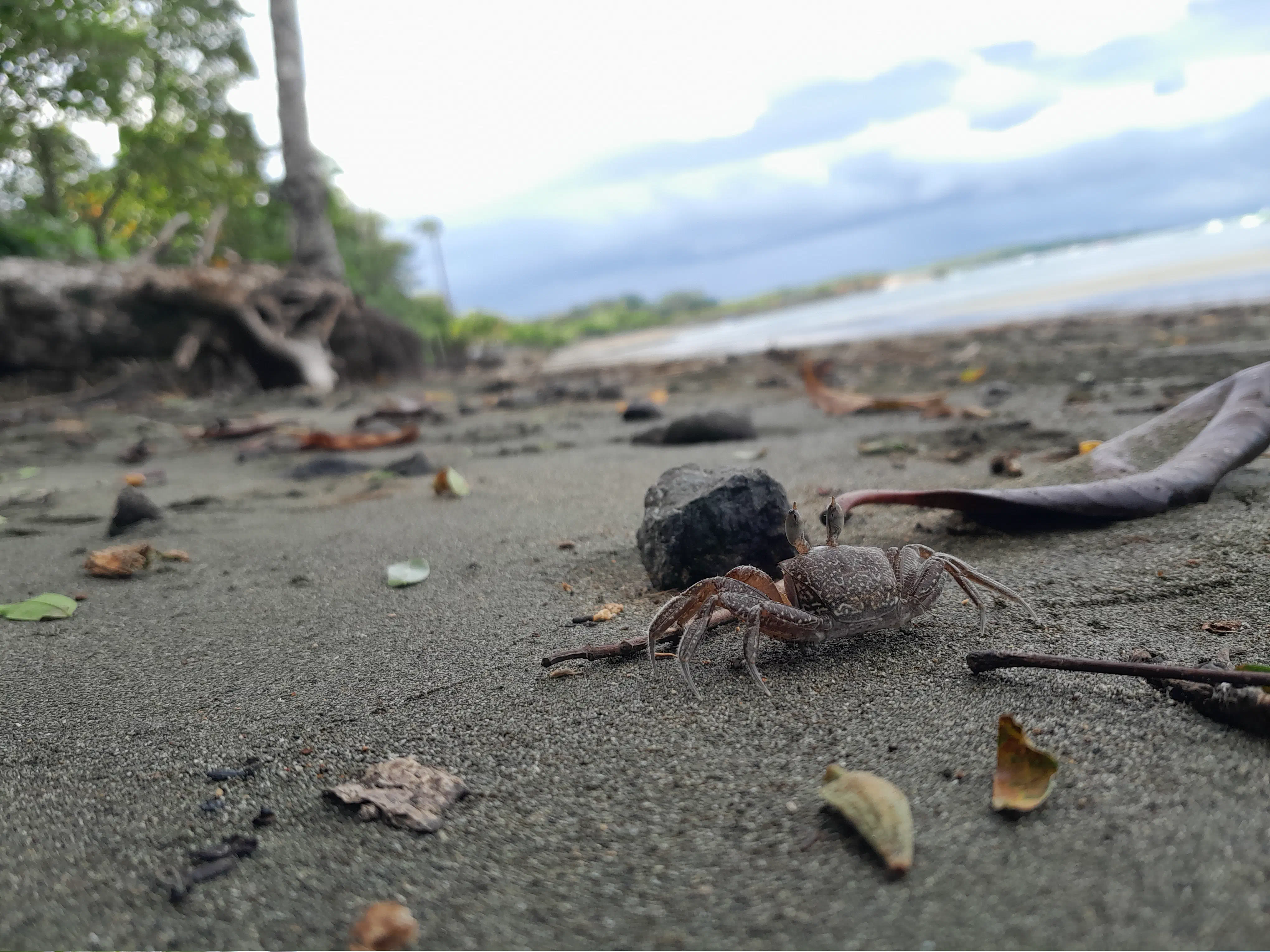 A close-up of a crab crawling along a beach