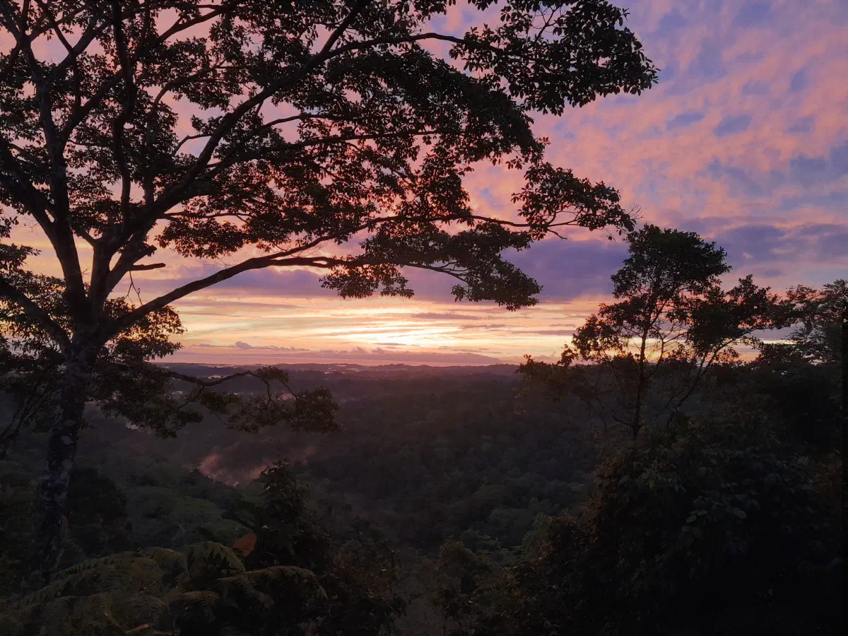 The sun rising over the jungle