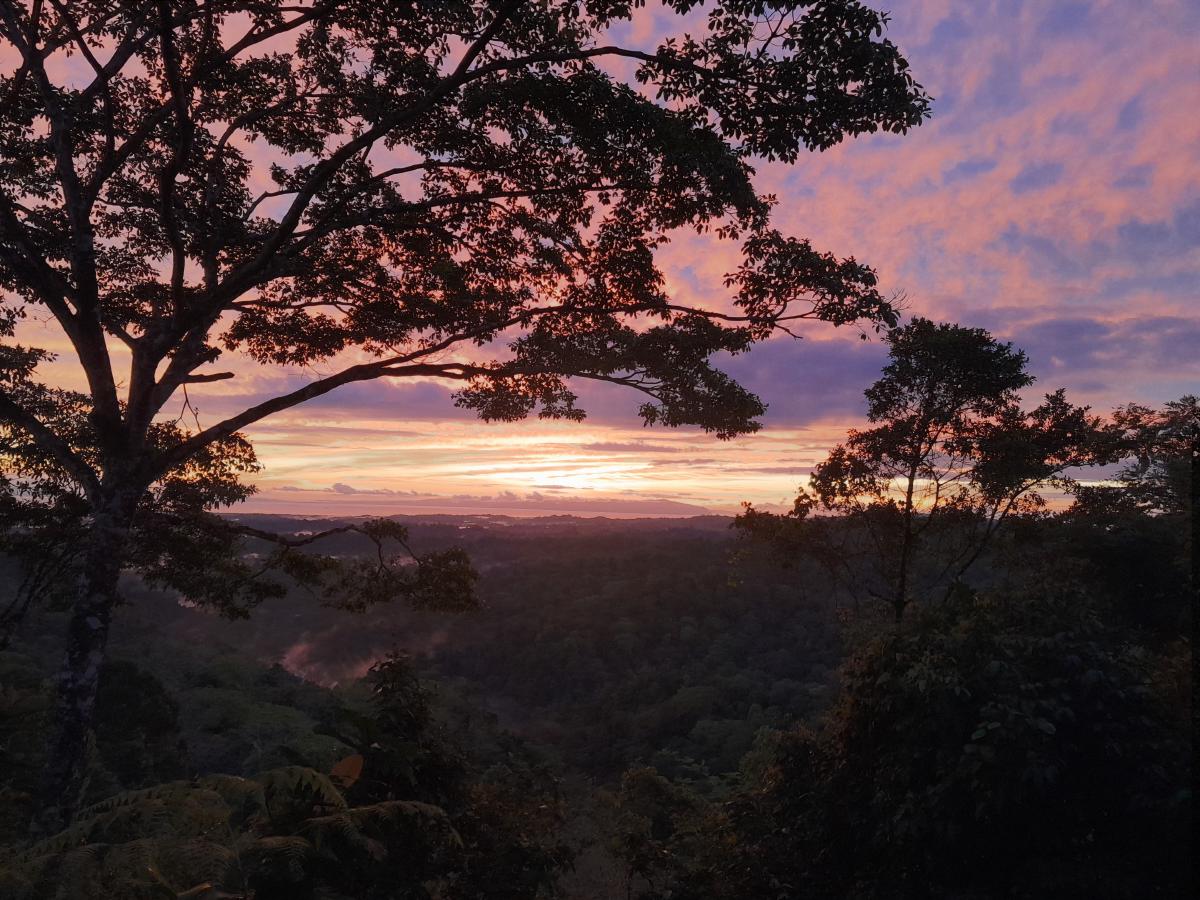 The sun rising over the jungle