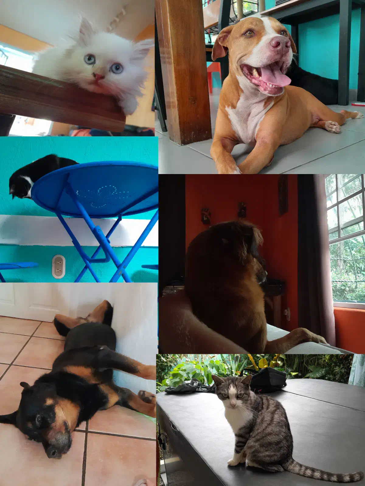 A montage of photos of cats and dogs