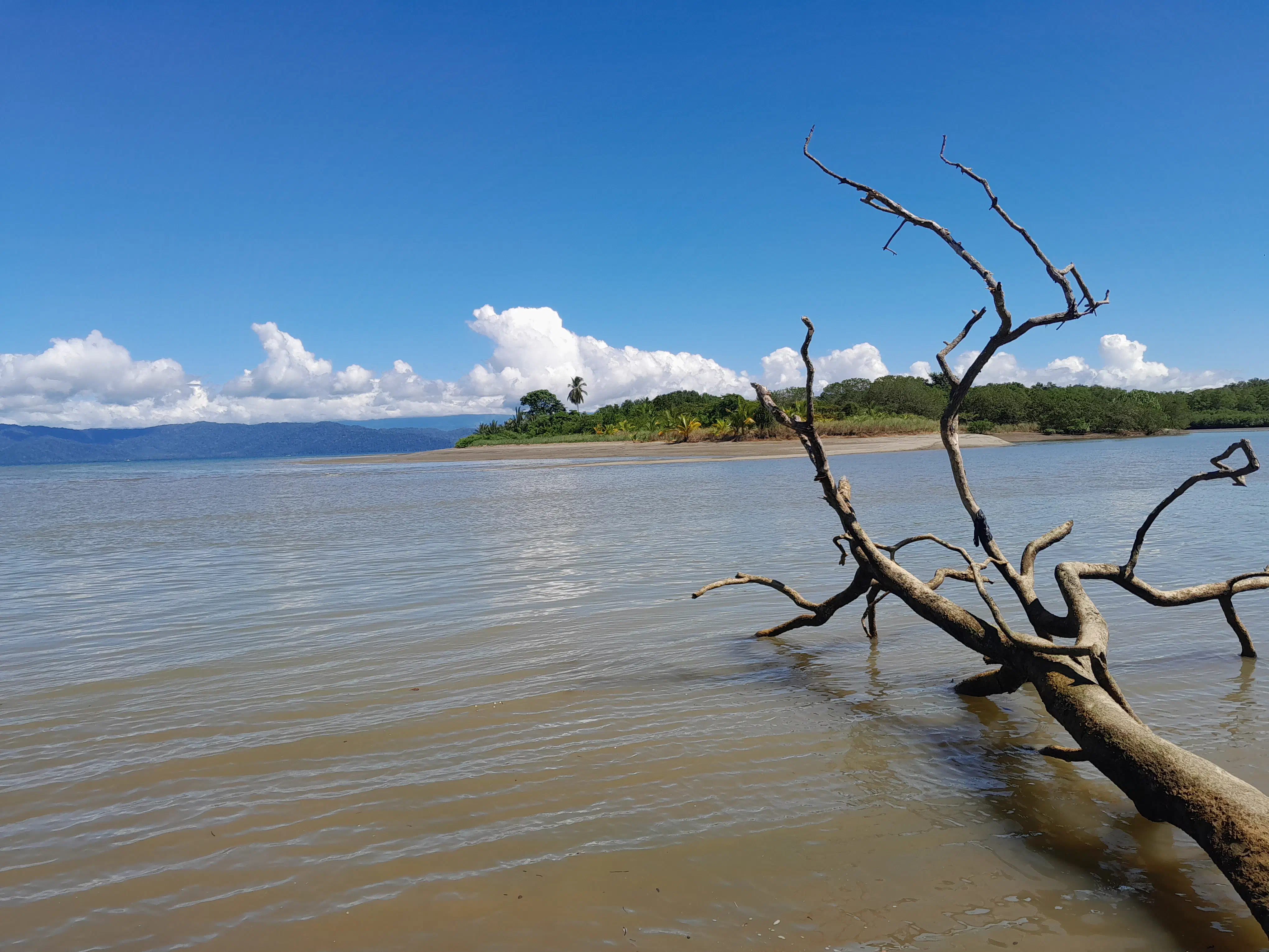 A fallen tree laying on a beach