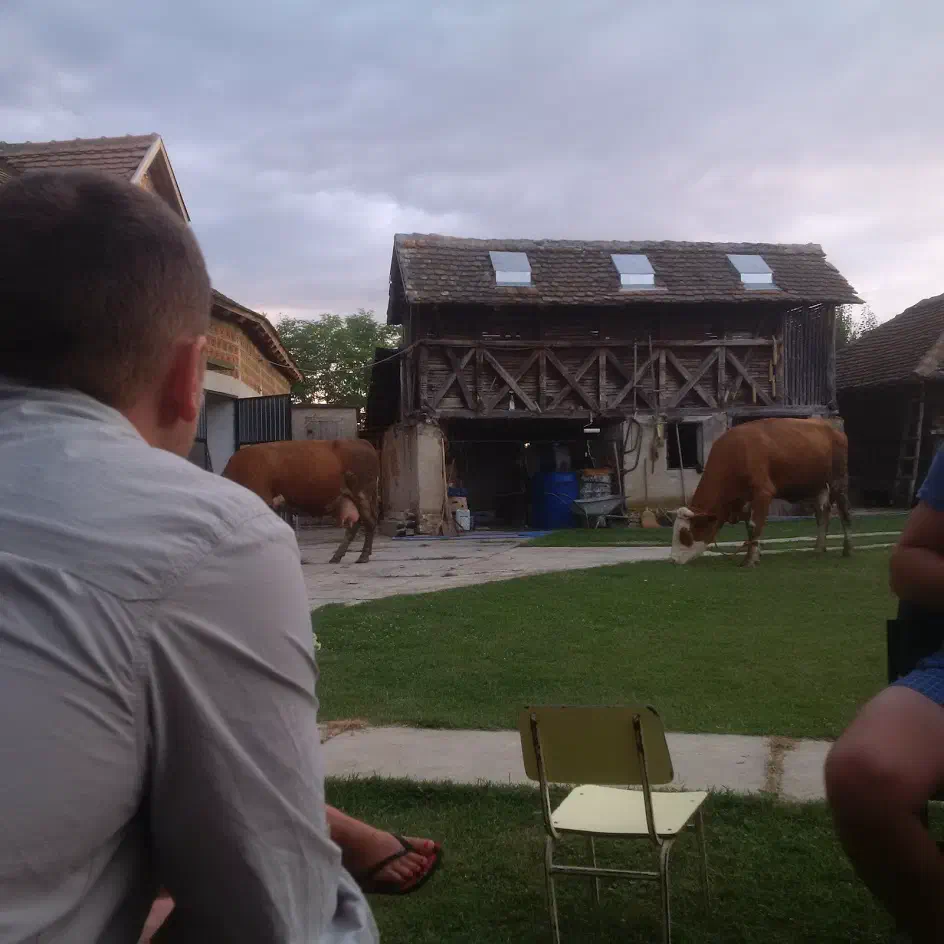 A man watching two cows