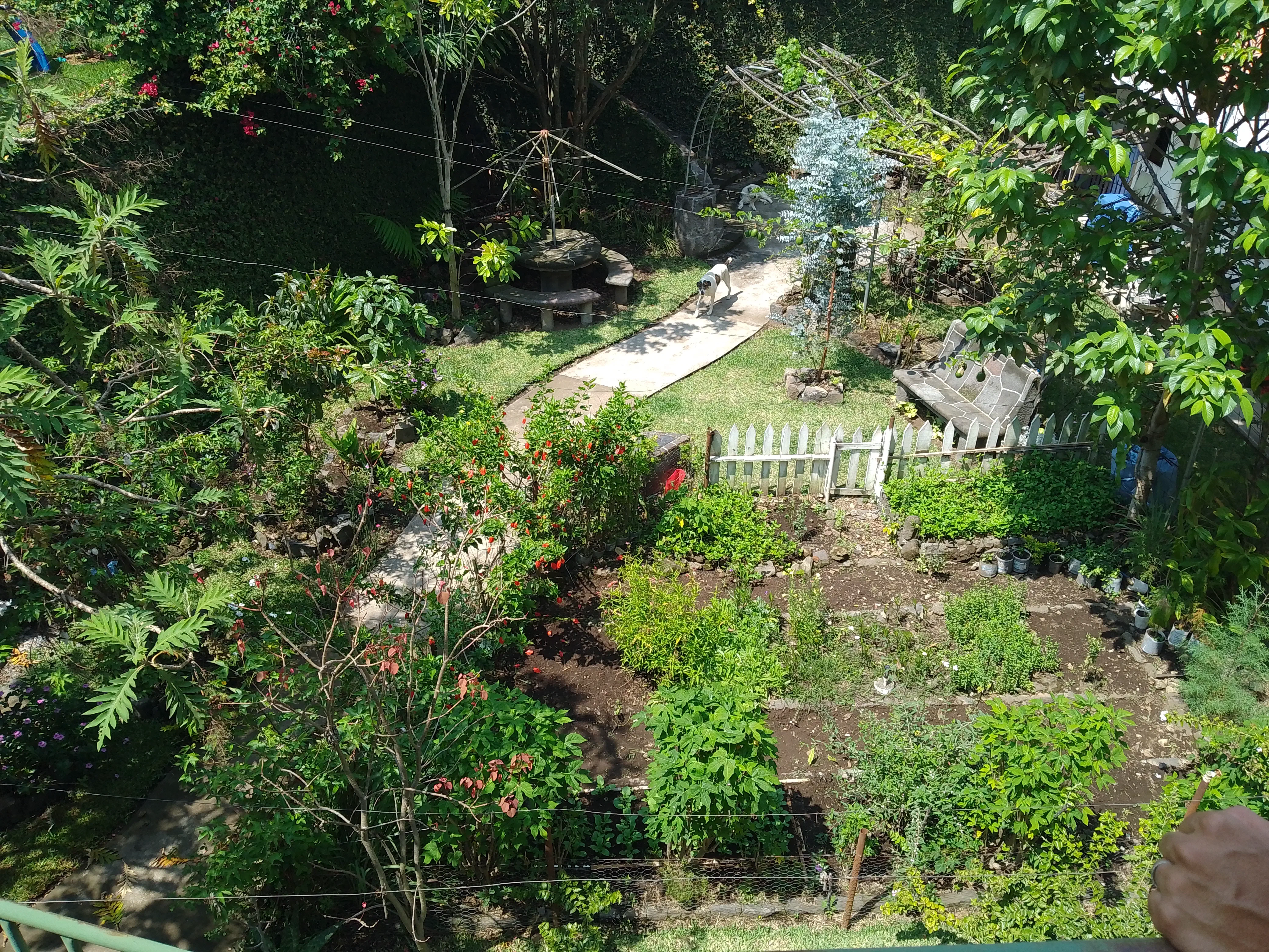 A garden seen from above, with two dogs walking around in it