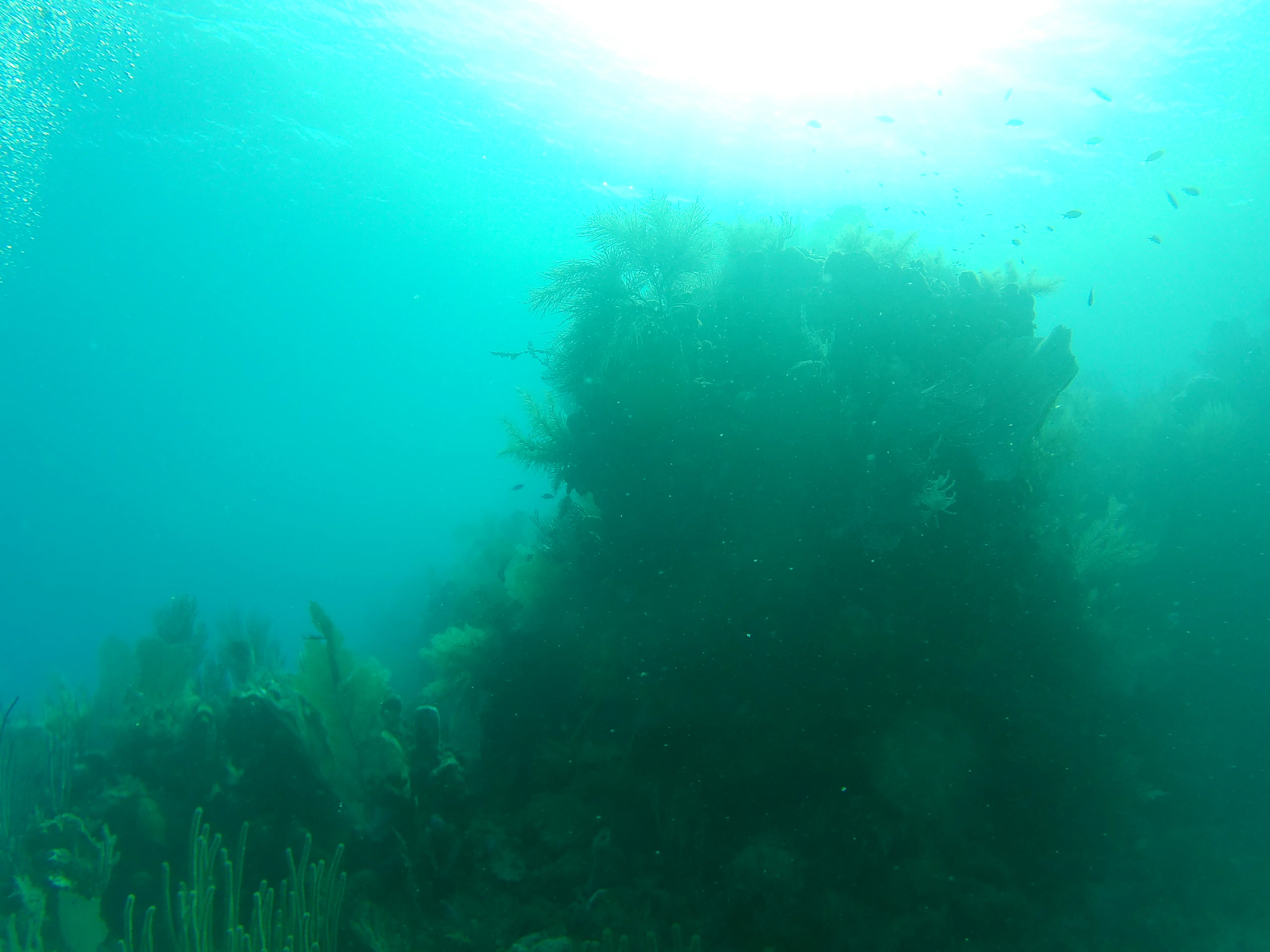 An underwater rock formation