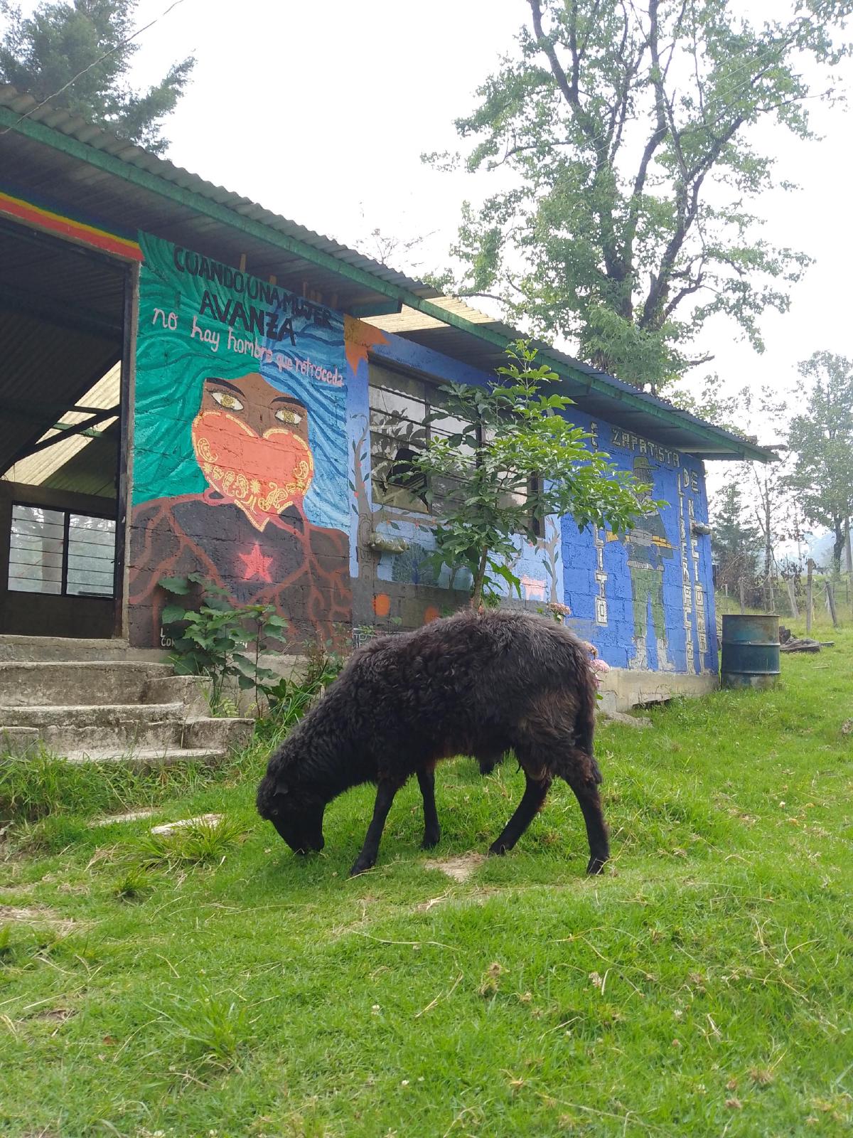Sheep grazing in front of murals