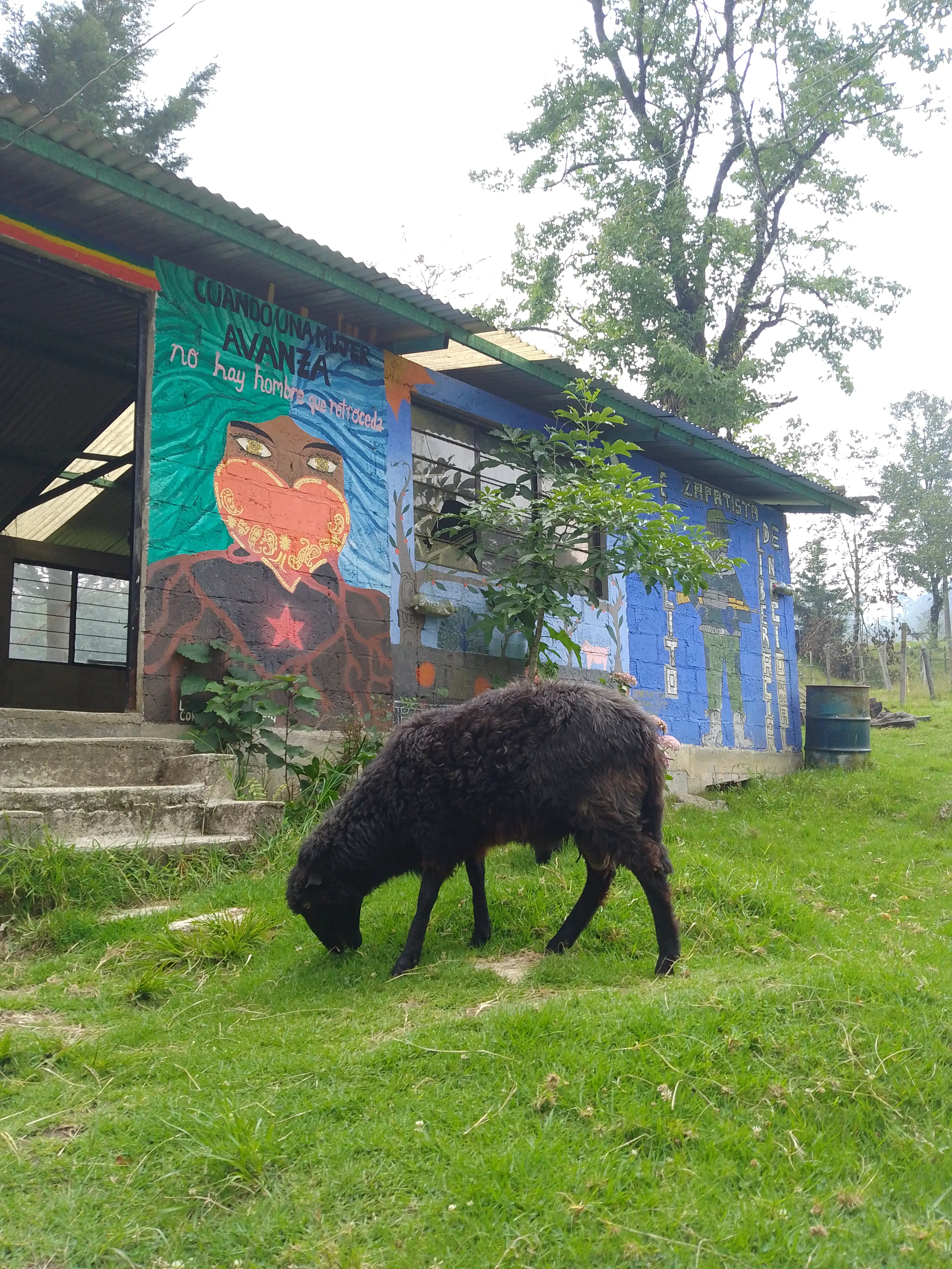 Sheep grazing in front of murals