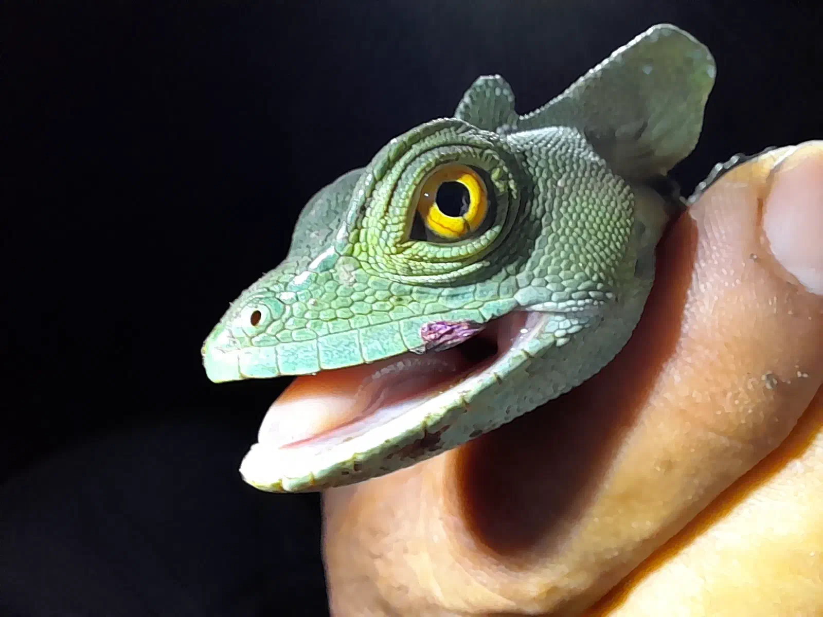 A close-up of a lizard's head