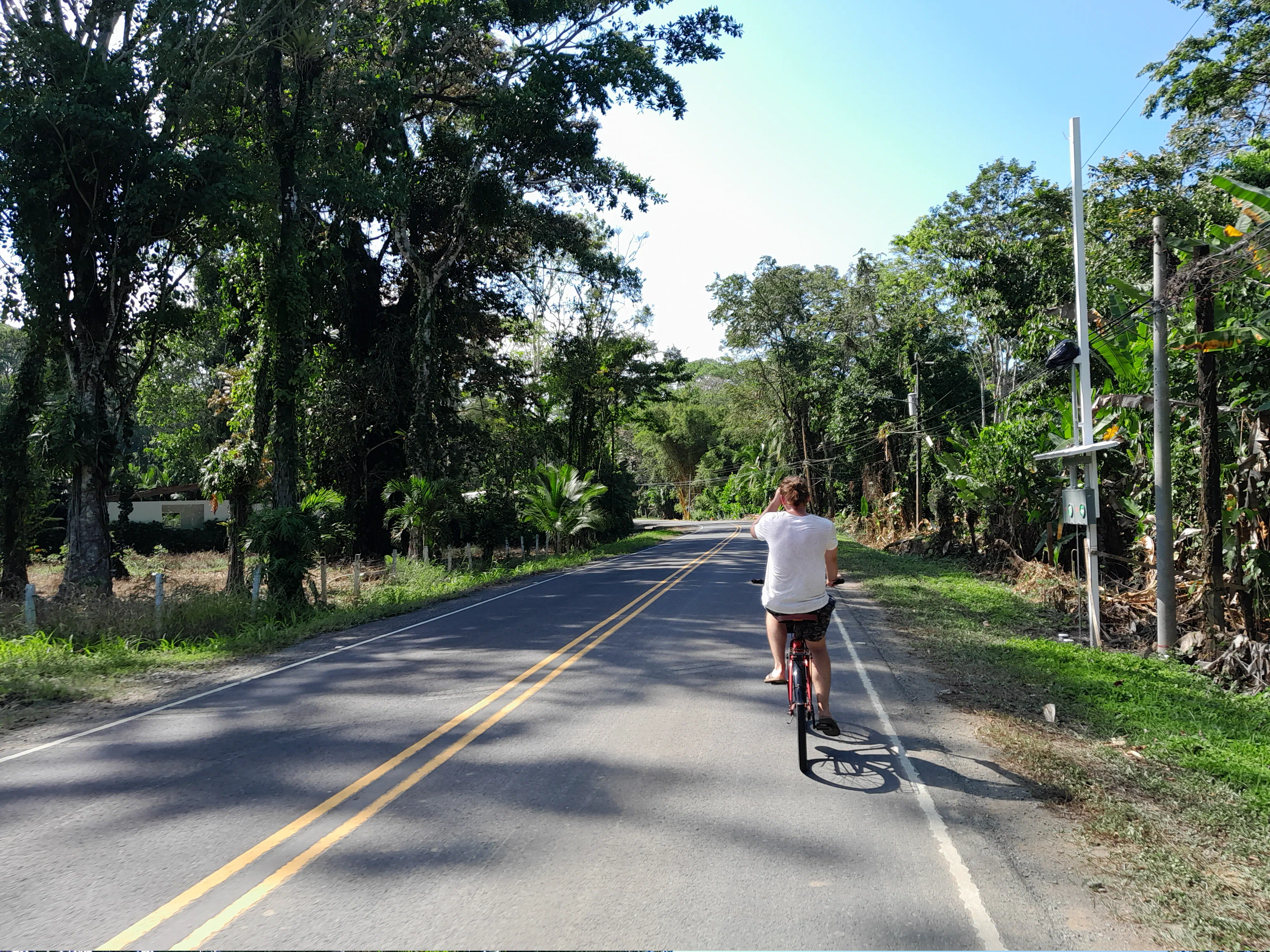 A man cycling along a road, flanked by tropical foliage