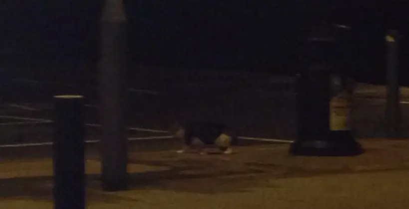 A stray cat
