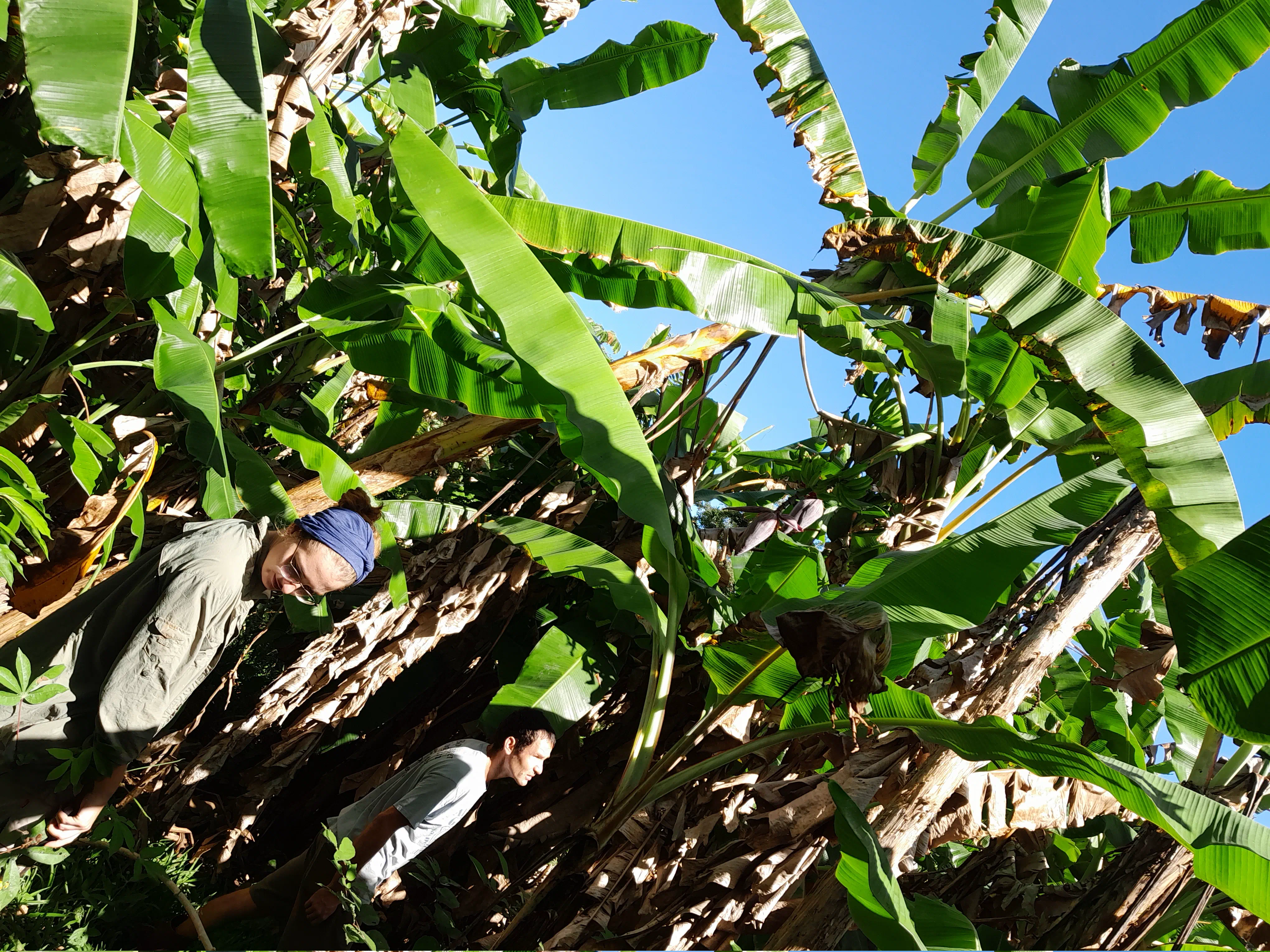 A man and woman walking through tall banana plants