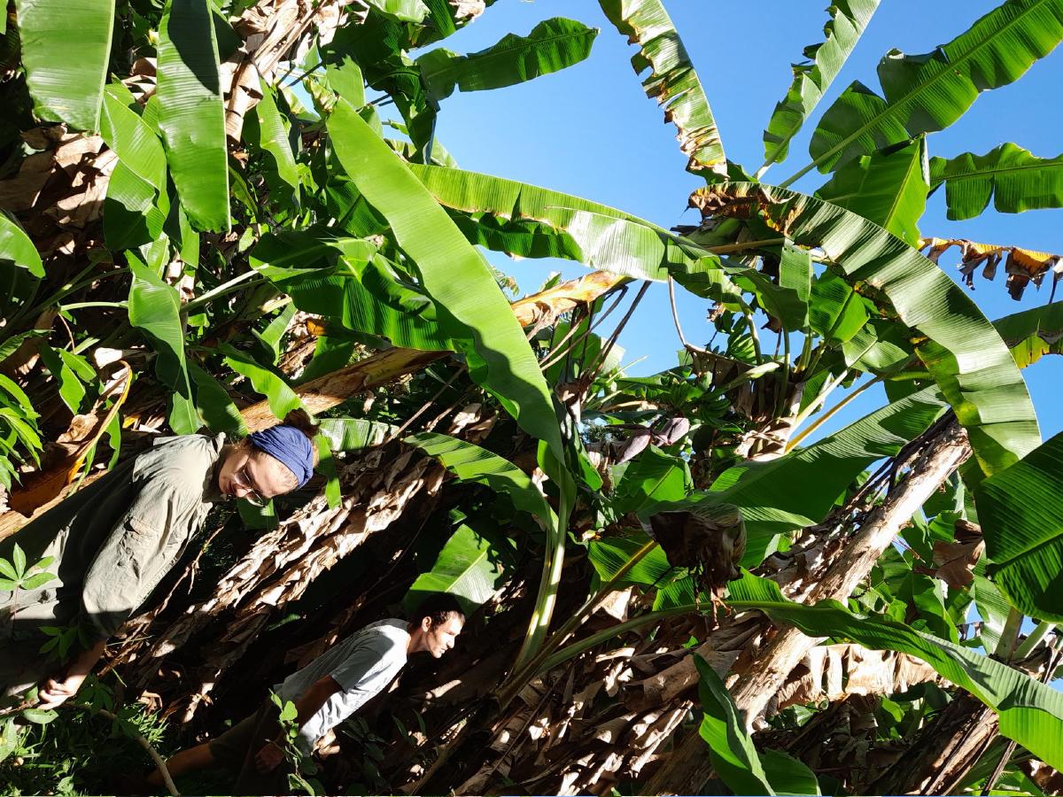 A man and woman walking through tall banana plants