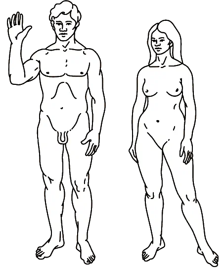 Male and female human figures