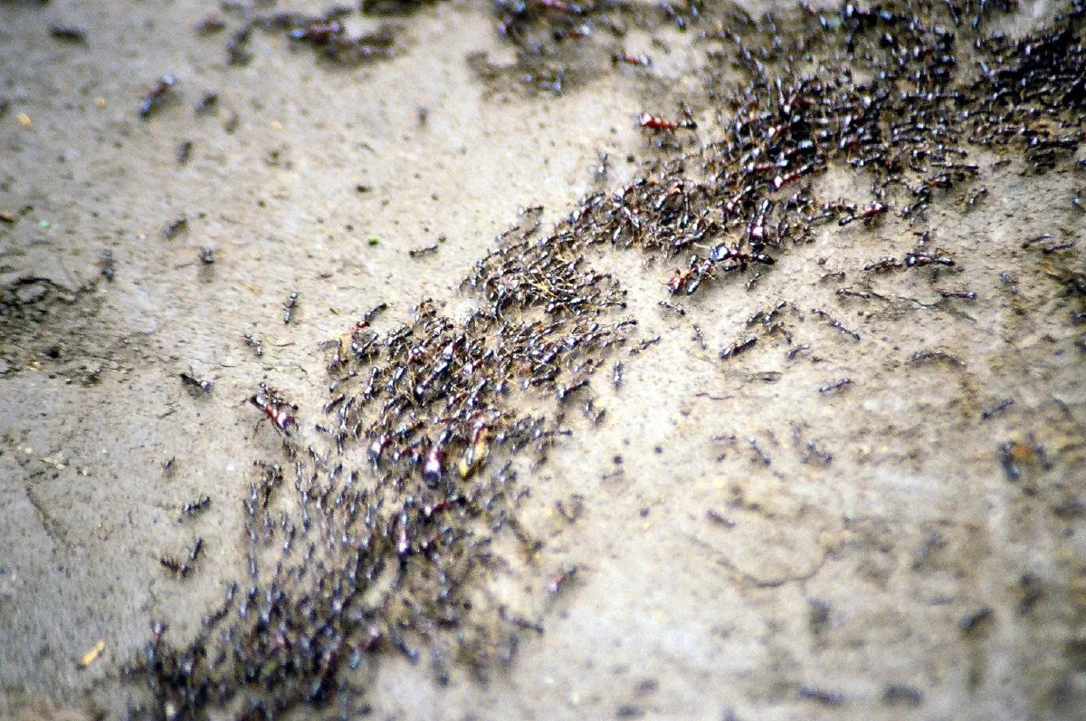 A trail of safari ants