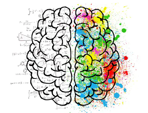 Brain drawing